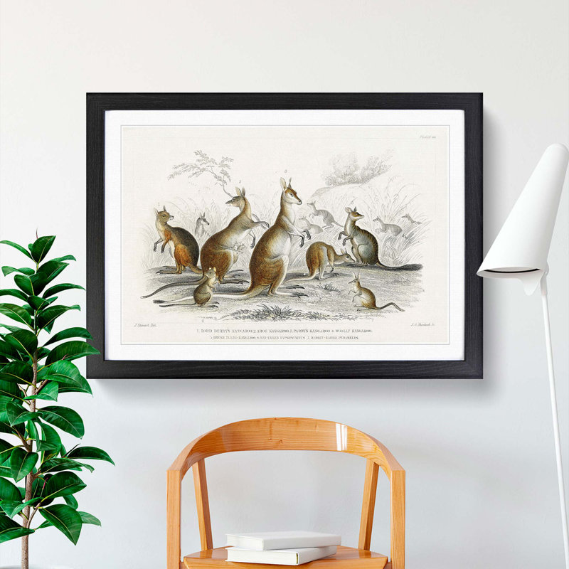 Kangaroos by Oliver Goldsmith - Picture Frame Graphic Art Print, Black Framed, 27cm H x 36cm W x 2cm D