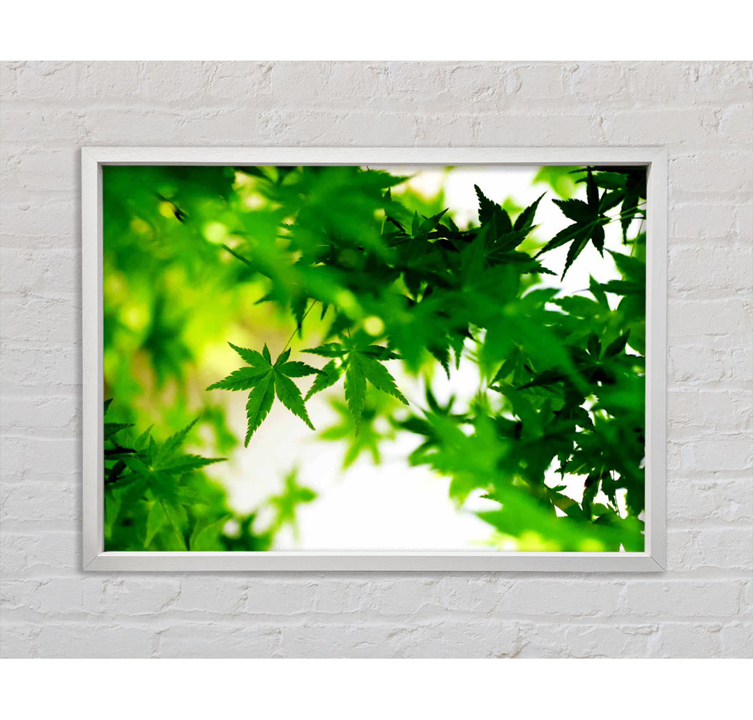 Green Leaves Bathed In Sunlight - Single Picture Frame Kunstdrucke auf Leinwand