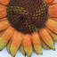 Tournesol, panneau de bienvenue, décoration murale rétro en métal, décoration de jardin
