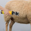 Accessoires
