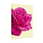 Plantes et fleurs, rose sur fond crème-374564029