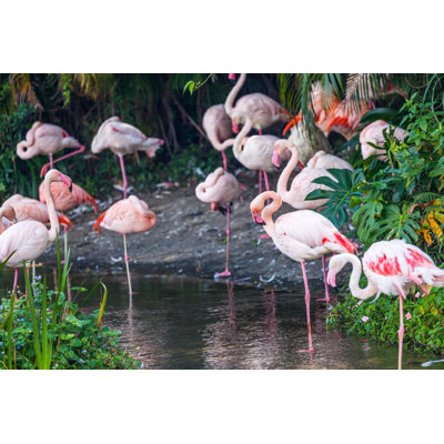 Flamants roses par Fenlio - Photographie sur toile tendue