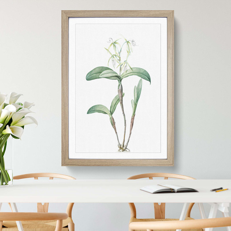 Star Orchid Flowers by Pierre-Joseph Redoute - Picture Frame Painting Print, 36cm H x 27cm W x 2cm D, Oak Framed