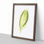 Pretty Green Leaf by Benjamin Fawcett - Framed Print-55767993-55767996