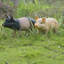 Statues de cochon de jardin en résine pour pelouse d'extérieur