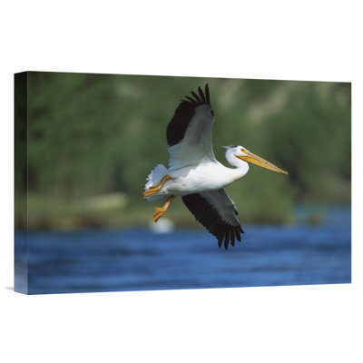 " American White Pelican Flying "