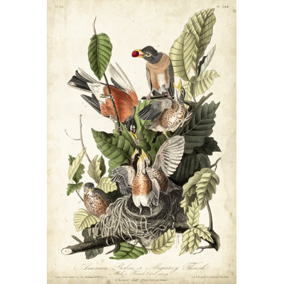 " Audubons American Robin " Painting Print