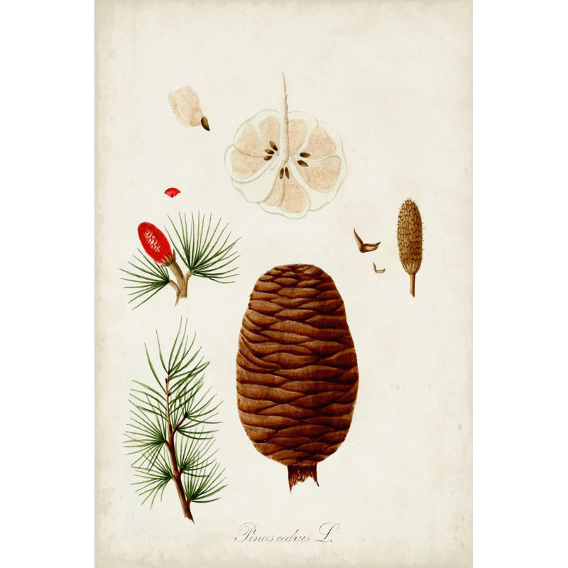 Antique Tree Study VII - Wrapped Canvas Painting, 30cm H x 20cm W