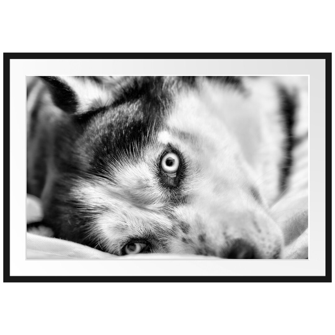 Gerahmtes Poster Husky im Bett mit Augen