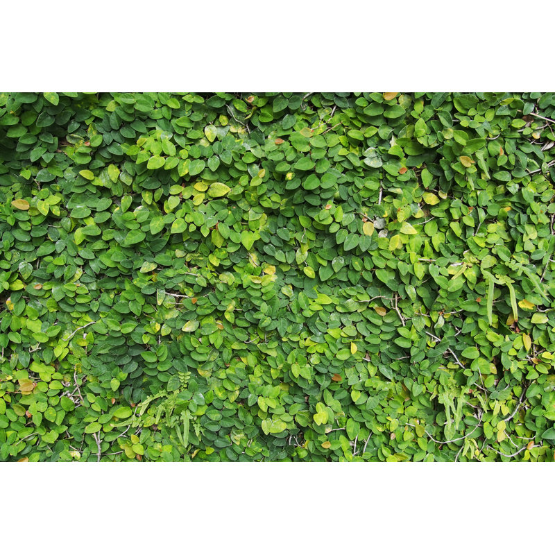Mur d'arbre, H 8 po x l 12 po