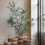 Potted Bamboo Tree 5ft