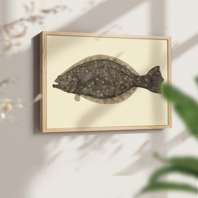 «Saltwater Species IV», reproduction encadrée