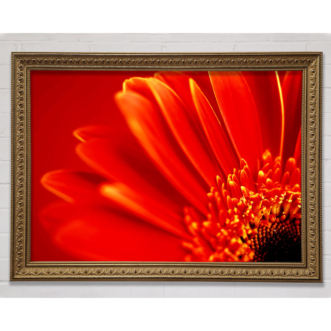 Orange auf Orange Gerbera-Blüten - Druck