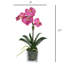 Orchid Arrangement In Square Glass Vase-1926475480