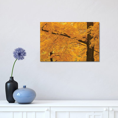 Golden Maples by Brian Wolf - Wrapped Canvas Print