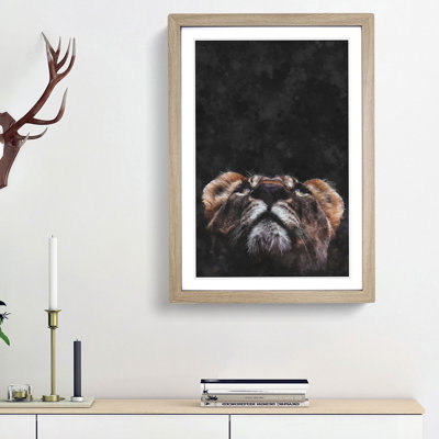 Lion Looking Upwards - Framed Print