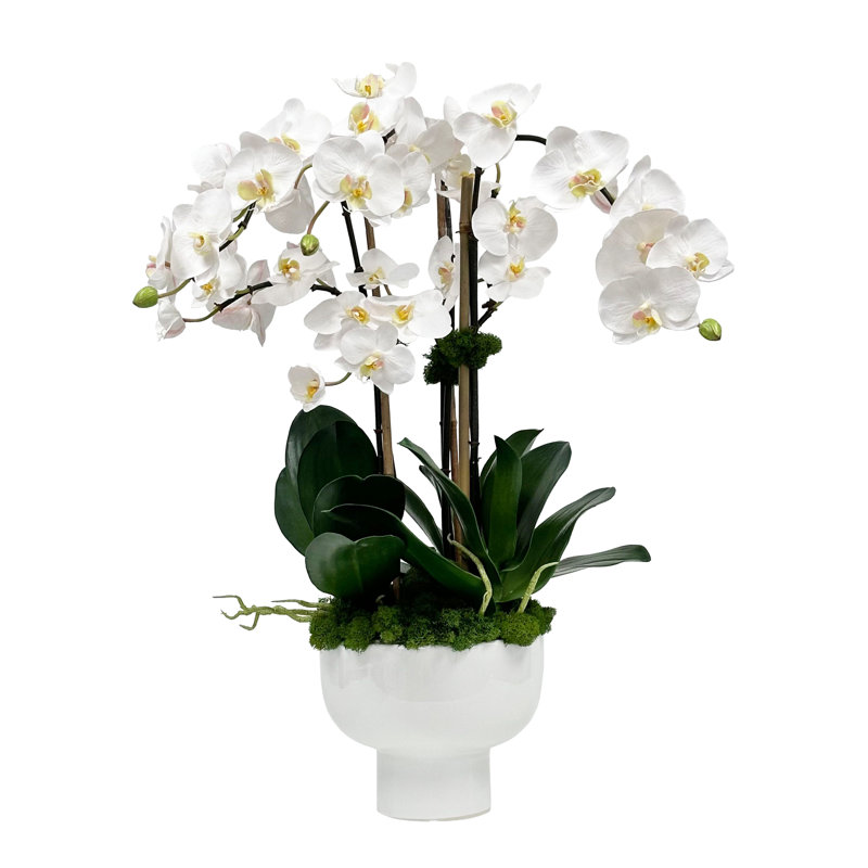 ORCHID IN BOWL WITH STAND