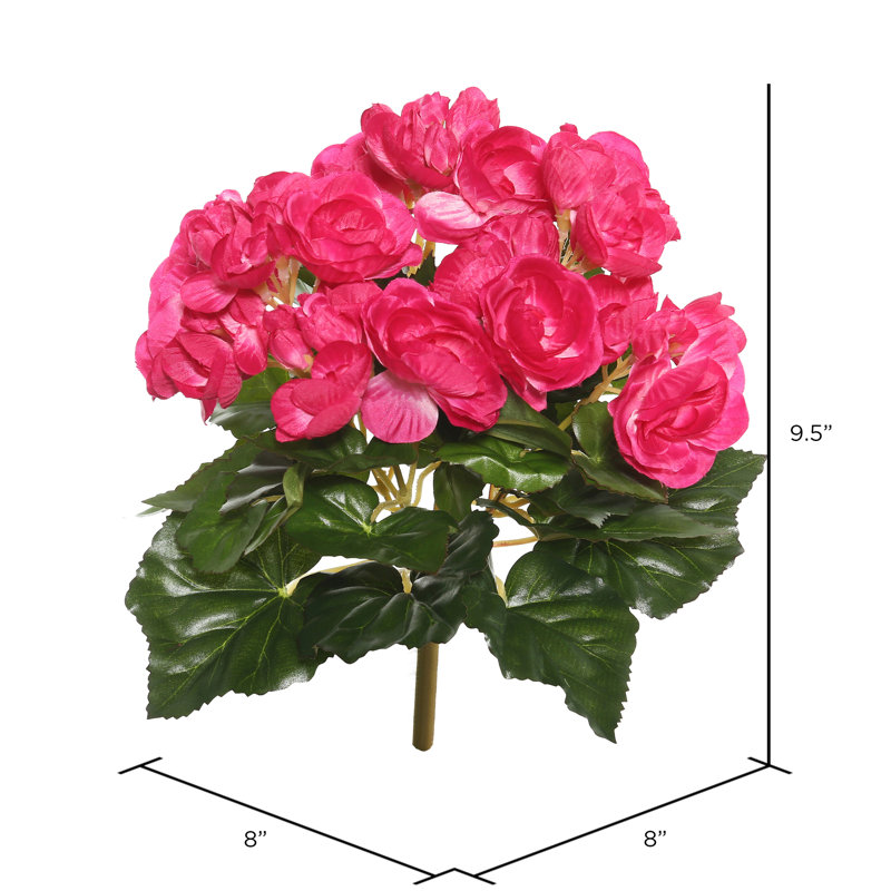 Bégonia artificiel, Rose vif