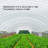 Greenhouse Shade Cloth and Cover-65492354
