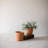 Pot Planter-1131491705