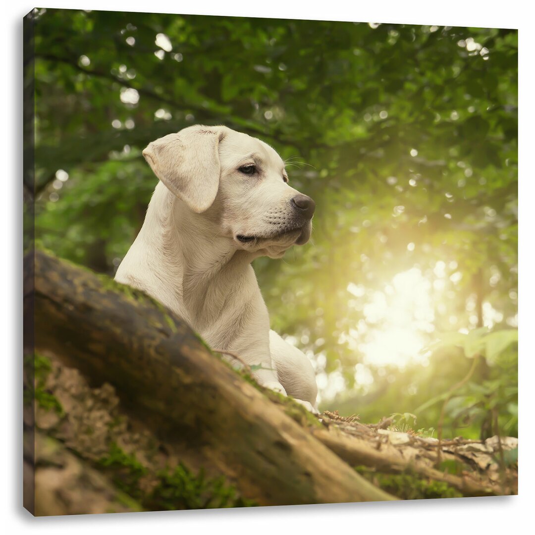 Leinwandbild Labrador Welpe im Wald