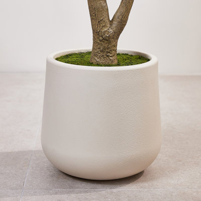 Olive Tree in Pot