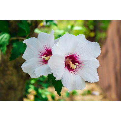 Hibiscus Syriacus (Red Heart) by Joppi - Wrapped Canvas Print