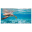 Paysage, grande tortue de mer, photographie sur toile - tortue de mer Hawksbill-34273800-34273895