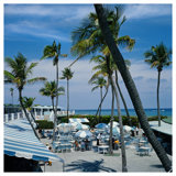 Florida Palms Print by Slim Aarons