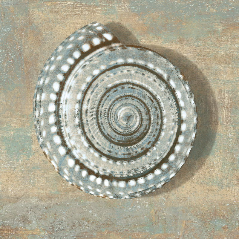 Aqua Seashell by Caroline Kelly - Wrapped Canvas Print, 30cm H x 30cm W