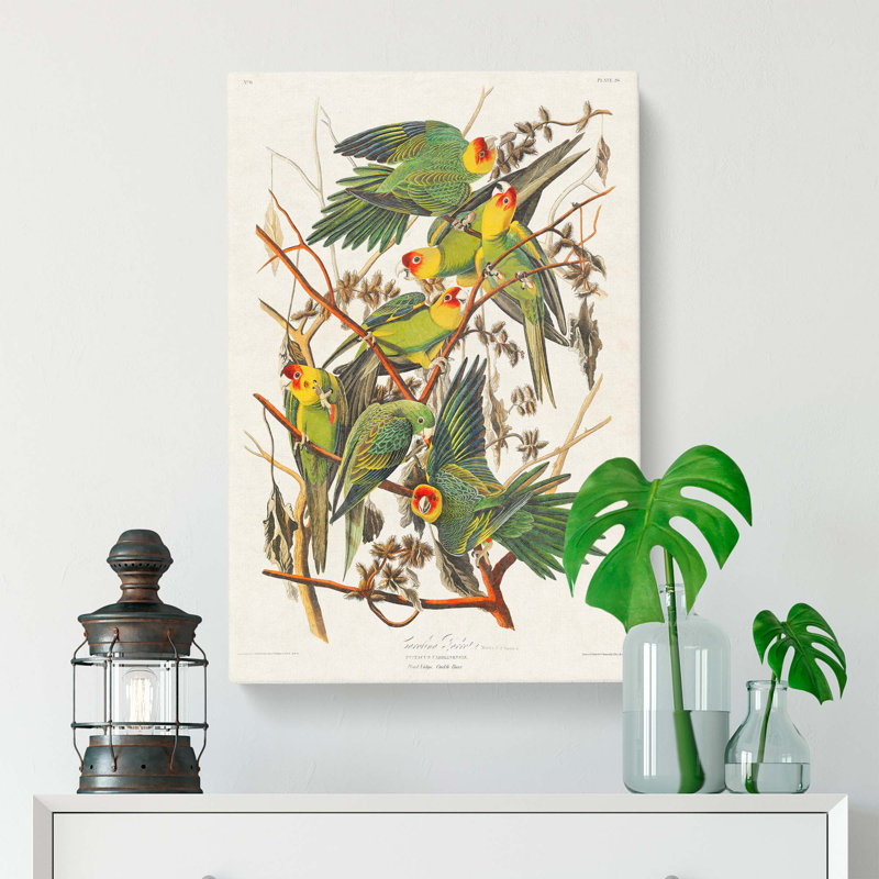 Carolina Parrots by John Audubon - Wrapped Canvas Painting, 76cm H x 50cm W x 3cm D