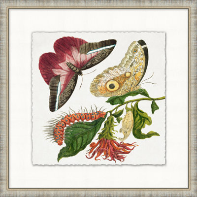 Garden Butterflies 6 Print