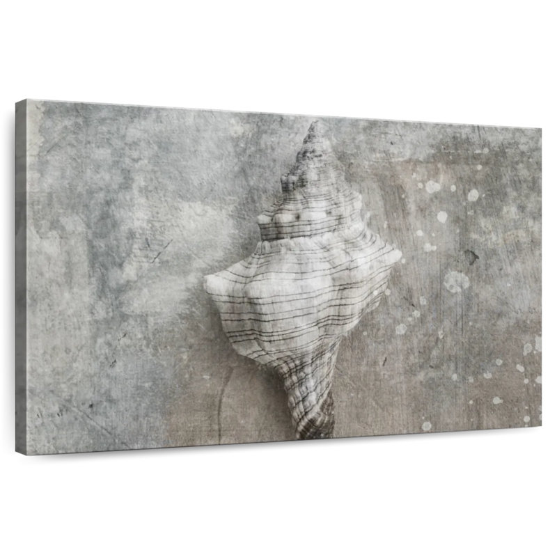 Aletra Conch Gray Seashell, 8" H x 12" W