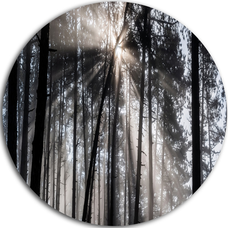 «Sunbeam Through Black White Forest», photographie, Métal métal, H 34 po x l 44 po x P 1,5 po