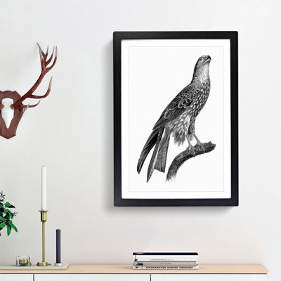 Black Kite Illustration - Picture Frame Art Print