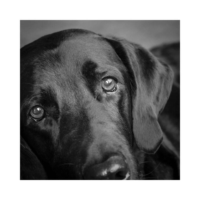 Portrait Of A Labrador Great Dane Mixed Dog - Wrapped Canvas Print, 30.48 cm H x 30.48 cm W