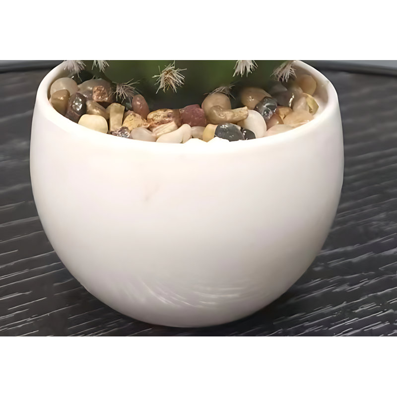 Cactus 7,08 po