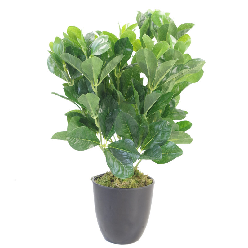 Anjeli 45cm Faux Foliage Plant in Pot
