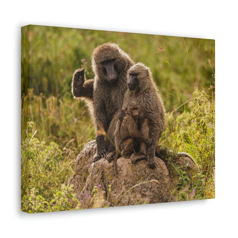Couple, couple de babouins, H 12 po x l 18 po