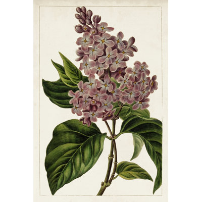 Mauve Botanicals IV - Wrapped Canvas Painting