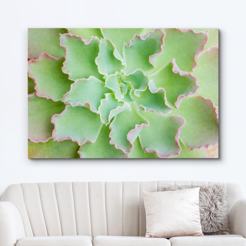 Vert, rouge, crassula, ondulation, désert, cactus, photographie florale, botanique, zen, décor rustique, A54