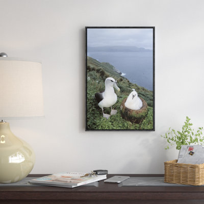 " White-Capped Albatross With Chick, Auckland Islands, New Zealand "