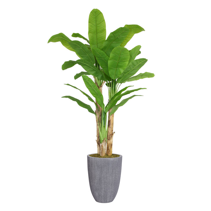 Bananier 83,1 po en pot
