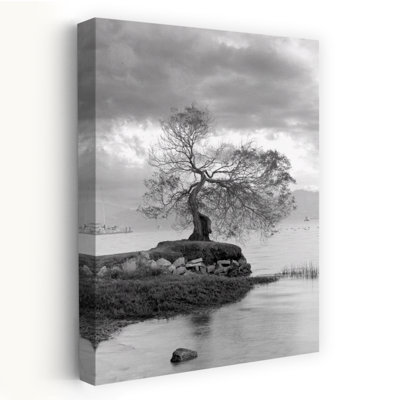 Coastal Oak Series No. 1 - Paysages, photographie, arbres, cours d'eau, art
