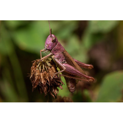 Emili " Grasshopper "