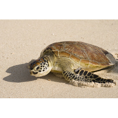 Turtle by Mburt