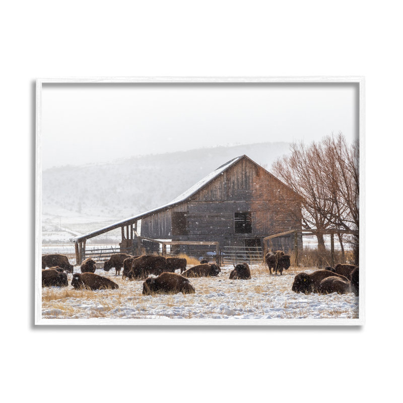 «Snow Dust Barn Barn», bison, campagne, estampe numérique, art texturé par Jeff Poe, photographie