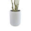 Eucalyptus saule 7 pi ARBRE