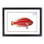 Red Parrot-fish by M.E. Bloch - Picture Frame Painting Print-55597849-55597850