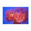 «Finding Nemo» par Wendy, reproduction de photo sur toile tendue-533103195